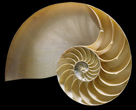 Nautilus shell