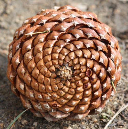 Pine cone